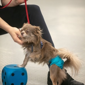 koerad-61-of-130